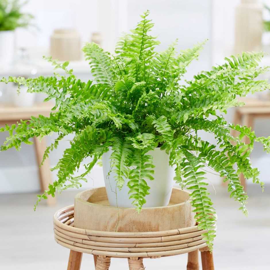 Boston Fern is one of the most effective plants when it comes to removing formaldehyde fumes