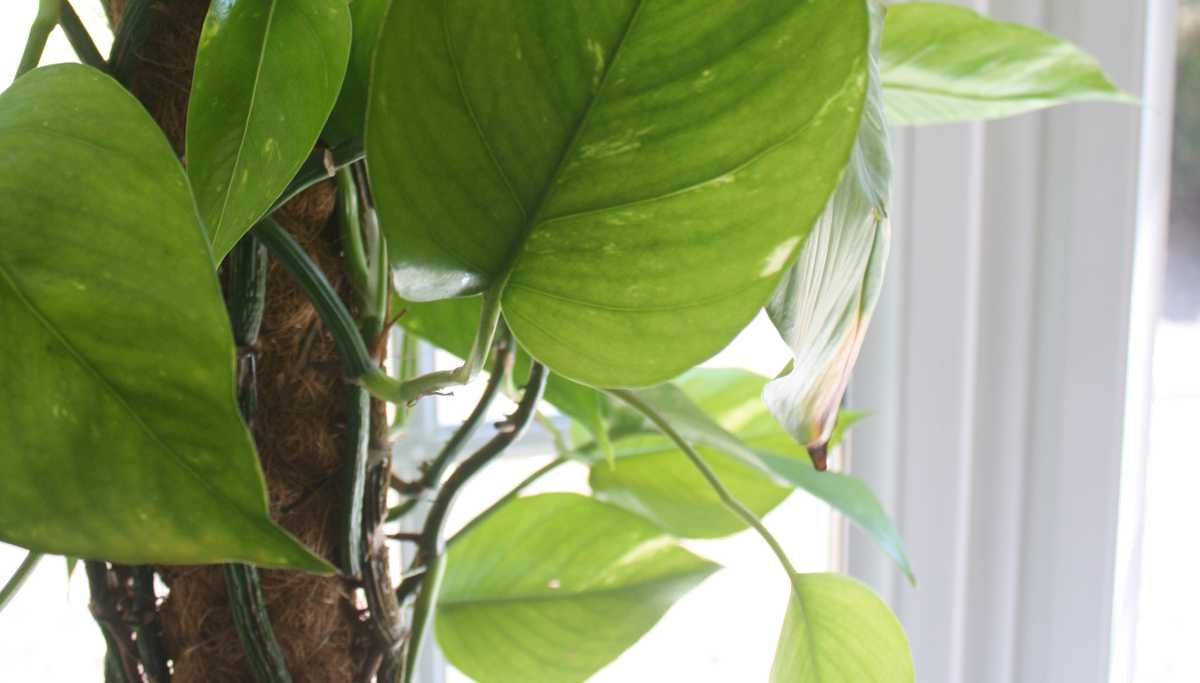 Golden Pothos (Devil's Ivy) is easy to grow and filters out Formaldehyde and Benzene