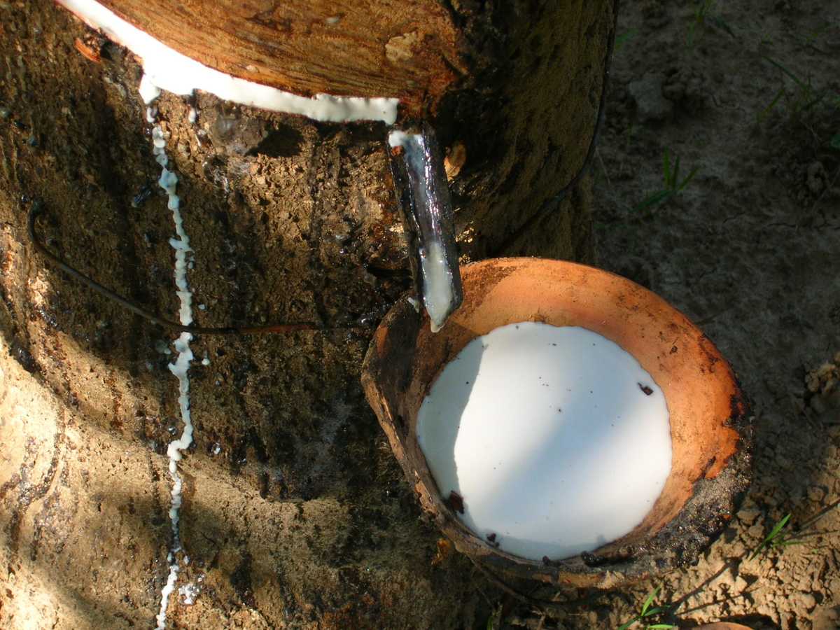 Latex sap being extracted from a rubber tree — by Faisal Akram (Flickr)