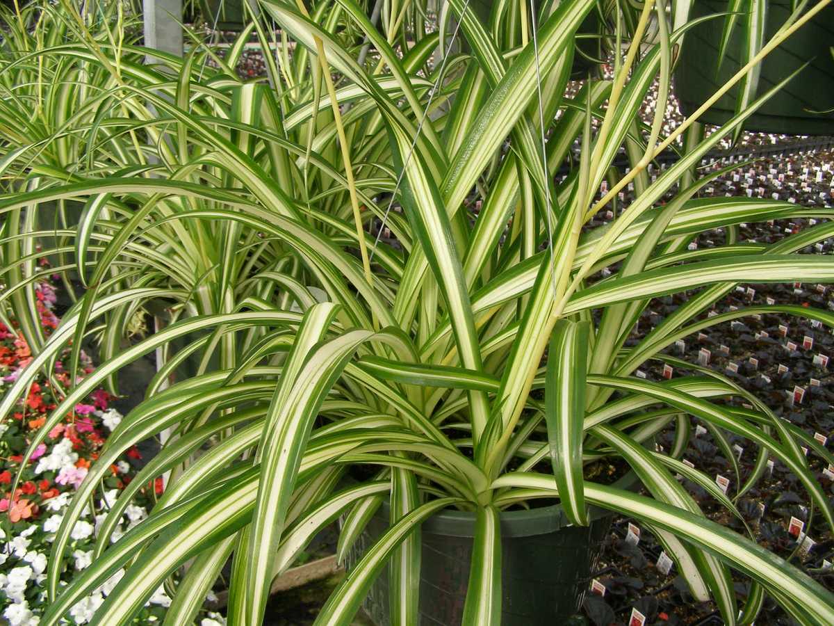 Spider Plants are an ideal addition to any room
