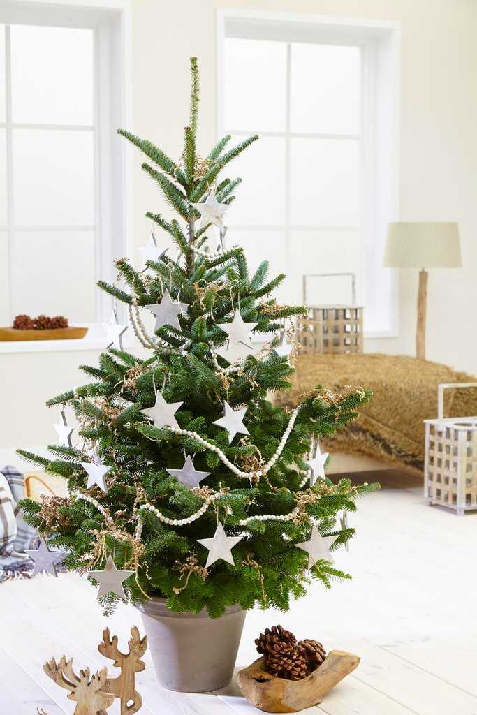 Non-Toxic Christmas Trees | Trusty Canary