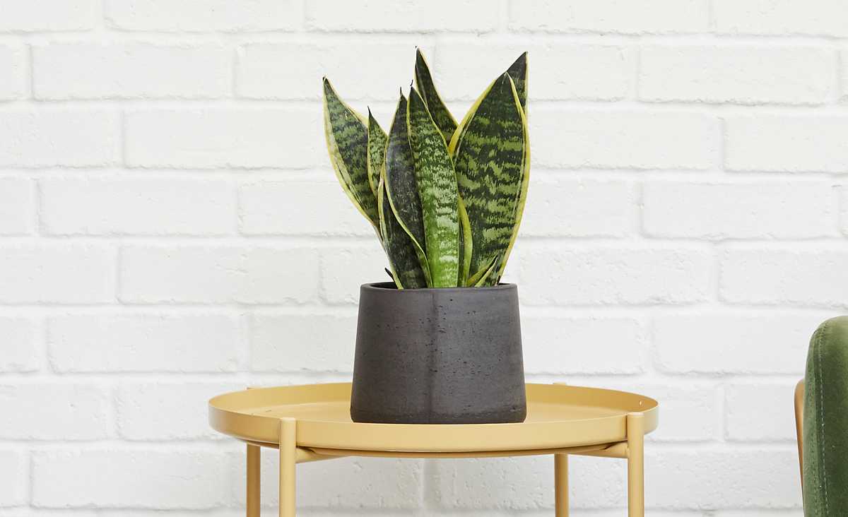 The Snake Plant is ideal for the bedroom because it keeps producing oxygen during the night