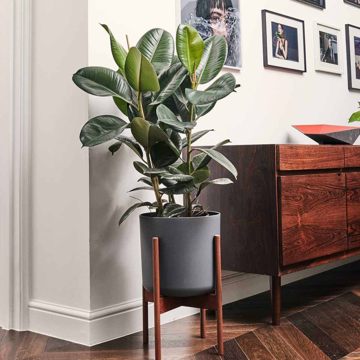 The Rubber Plant can look great in most rooms of the house