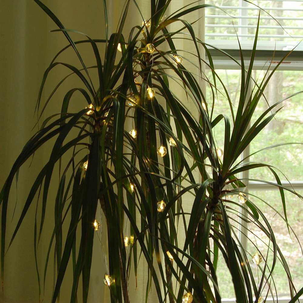 Decorating a house plant is a slightly less festive alternative to a traditional Christmas tree