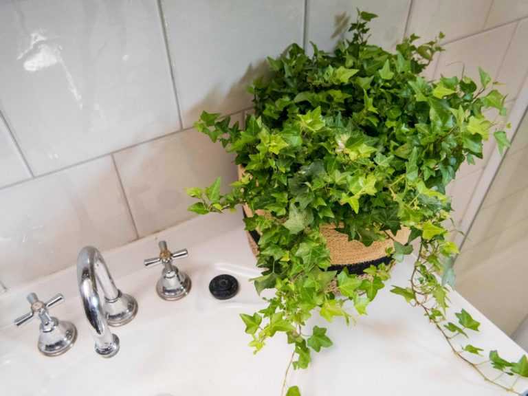 English Ivy (Hedera Helix) is well suited to a bright bathroom