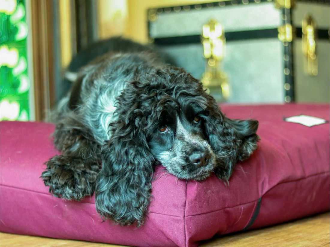 Berkeley orthopaedic dog beds come in five different colours